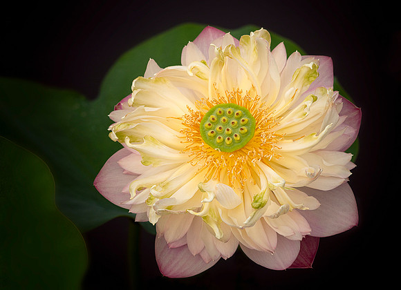 'Birthday Peach' Lotus