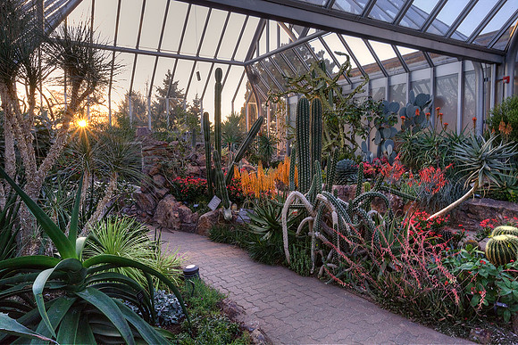 Arid Greenhouse in Bloom