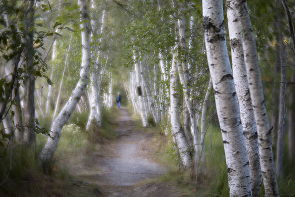 Jesup Path, Acadia National Park