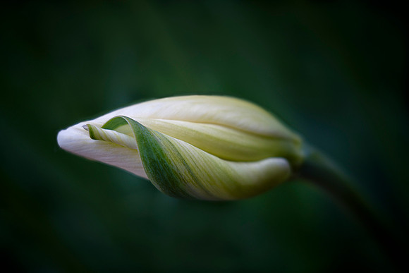 Tulip with Curl