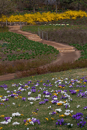 Crocus in Bloom on the hill of Evening Island