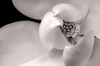 Southern Magnolia