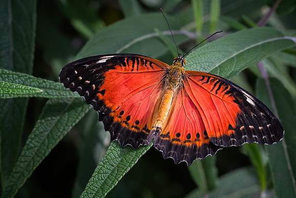 Red Lacewing