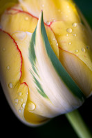 Tulipa 'Akebono'