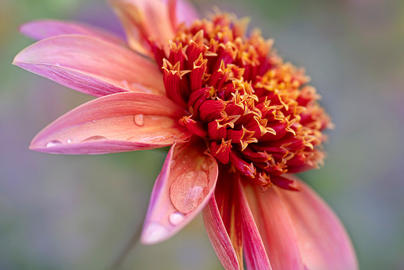 Dahlia 'Totally Tangerine'